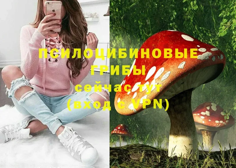 наркотики  Ивангород  KRAKEN ссылка  Псилоцибиновые грибы Psilocybe 